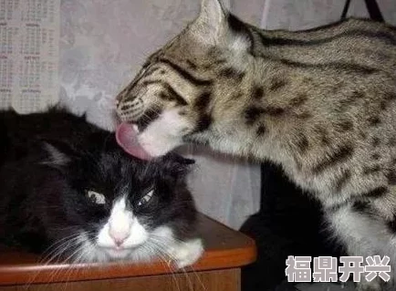 一边亲一边摸下奶小明在家养了一只可爱的猫咪，每天都和它玩耍互动