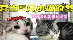 一边亲一边摸下奶小明在家养了一只可爱的猫咪，每天都和它玩耍互动